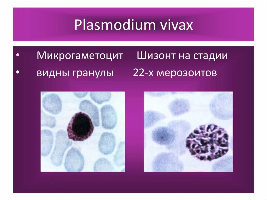 Микрогаметоцит это в паразитологии