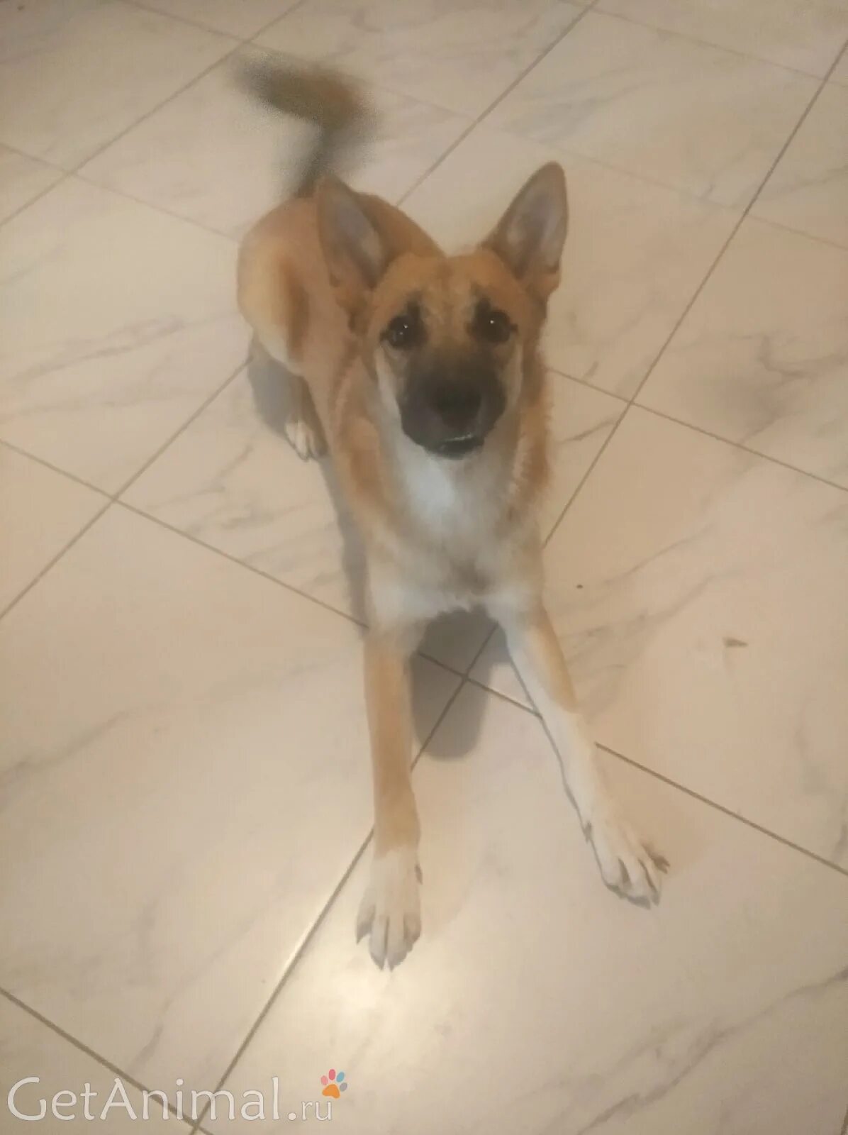 собаку подольск