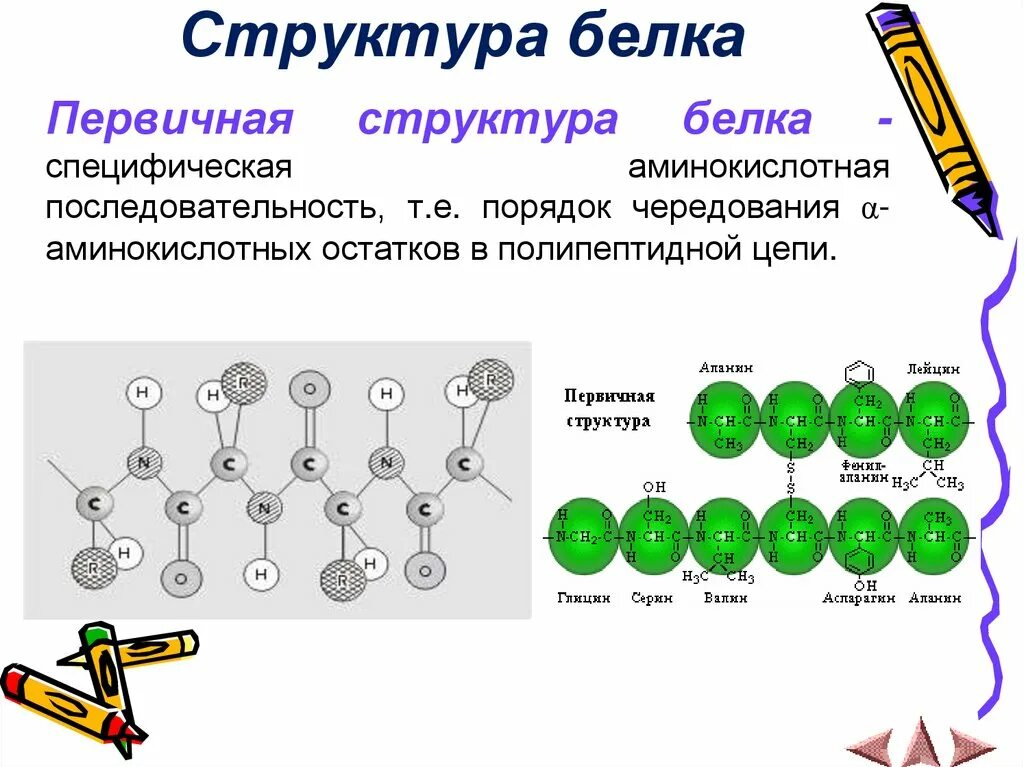 Первичная структура белка. 5. Первичная структура белка. Первичная структура белка структурная формула. Строение первичной структуры белка. Первичная структура белка называют