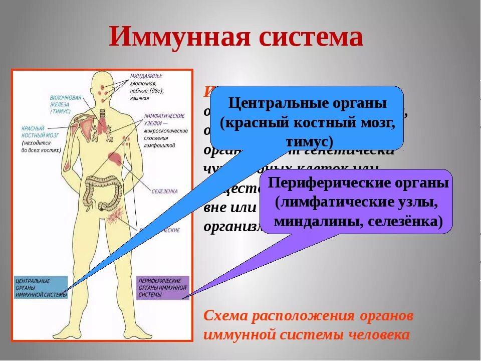 Иммунная система человека. Органы иммунной системы человека. Органы иммунной системы кратко. Периферические органы иммунной системы человека.