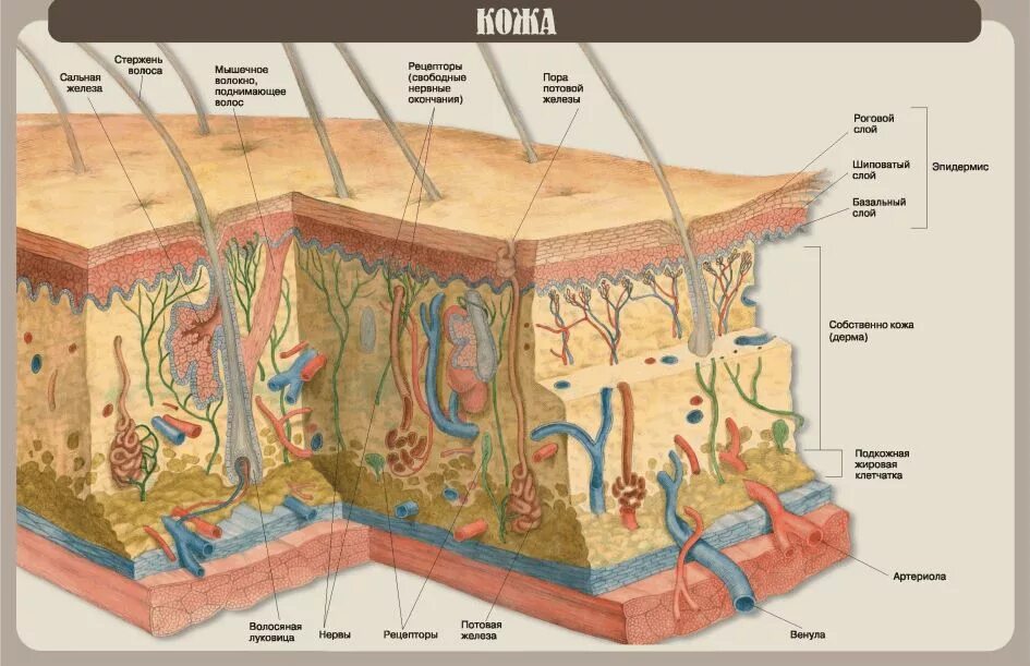 Строение кожи послойно. Кожа строение человека анатомия и физиология. Структура кожи человека. Строение структуры кожи.
