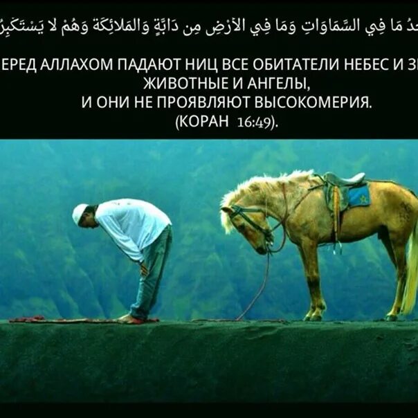 Что значит пал ниц. Любимые животные аллаха. падайте ниц перед аллахом. аят про коней.