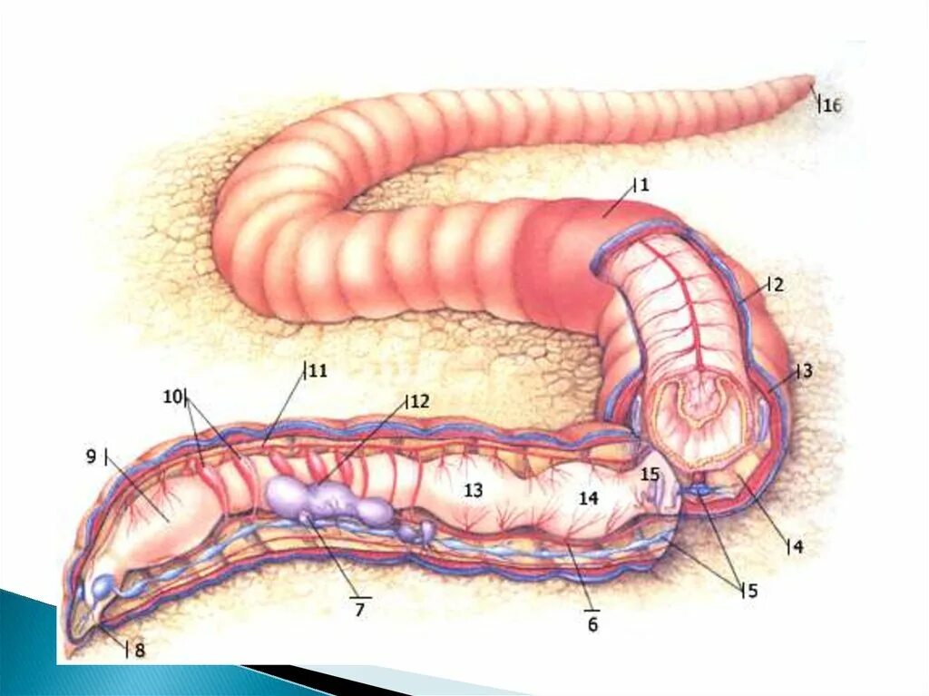 Части дождевого червя. Анатомия кольчатого червя. Строение тела кольчатого червя. Анатомия дождевого червя.