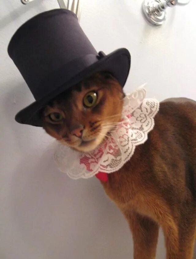Кот в шляпе отзывы. Кошка в шляпе. котик в шляпке. кошачья шляпа. шляпки для котиков.