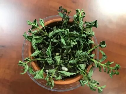 Dry plants