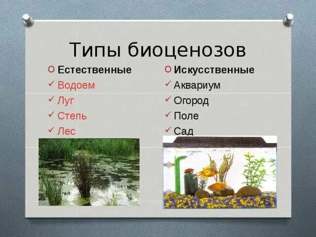 Различия аквариума и естественного водоема. Природные и искусственные биоценозы. Примеры естественных и искусственных биоценозов. Виды биоценоза. Типы биоценозов.