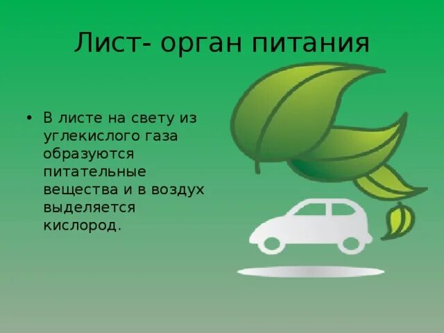 Лист орган питания. Лист орган питания 3 класс. Лист орган питания 3 класс окружающий мир презентация. Лист орган 3 класс окружающий мир.