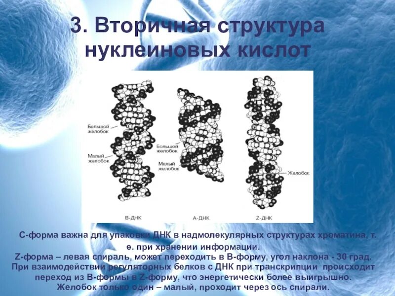 Сравнить вторичную структуру днк вторичную структуру белков
