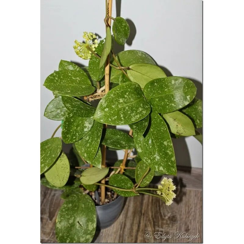 Хойя эритрина. Хойя parasitica lao. хойя parasitica northabli. хойя incrassata moonshadow. хойя hoya parasitica lao.