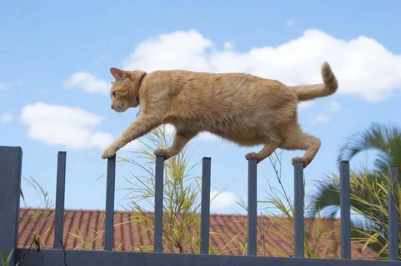 Ходить по забору. Кот на заборе. Кот идет по забору. Коты на заборе. Ходить по забору.