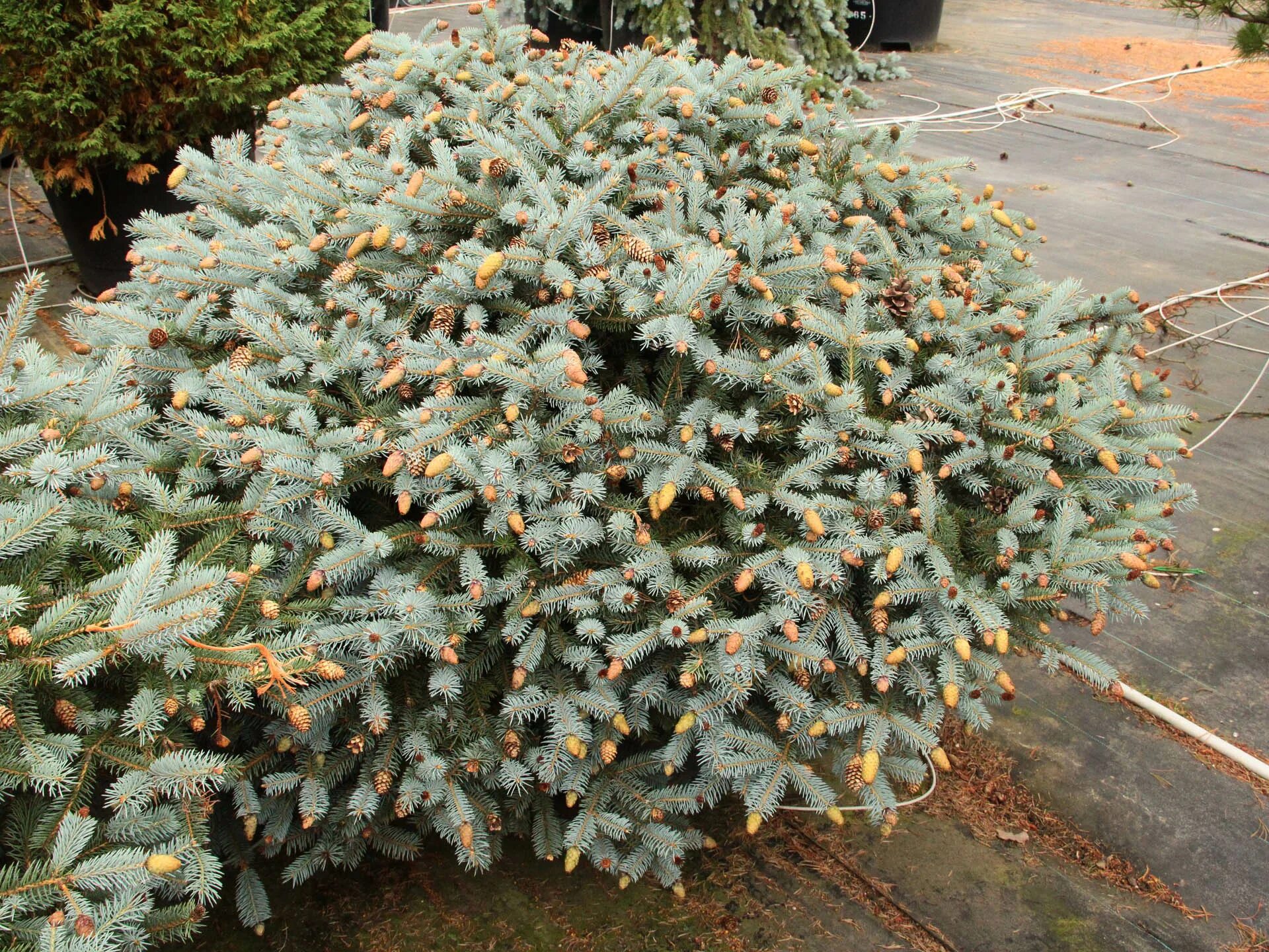 Ель руби. Ель колючая (Picea pungens) "Hermann Naue. Picea pungens Ruby Teardrops. Ель колючая Ruby Teardrops. Ель pumila glauca.