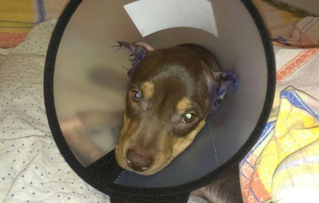 После купирования ушей. Купирование ушей у добермана. Воротник для цвергпинчера. После купирования ушей. После купирования ушей.