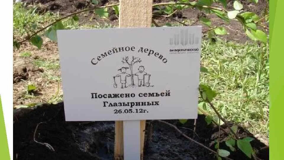 Посадили дерево в честь