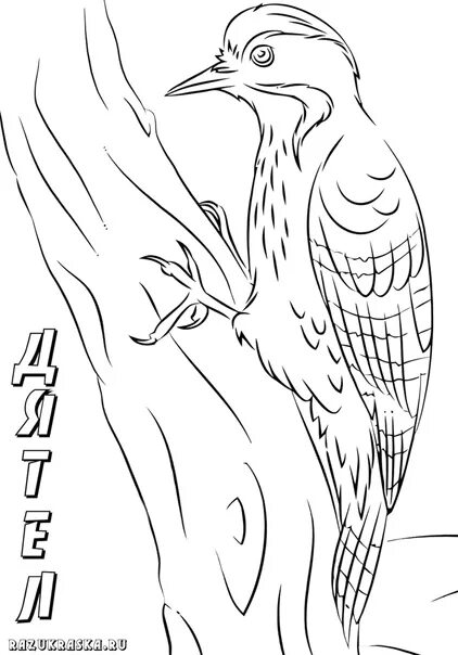 Раскраска дятел для детей распечатать Woodpecker Bird Animal Coloring Page for Kids 10002348 Vector Art at Vecteezy