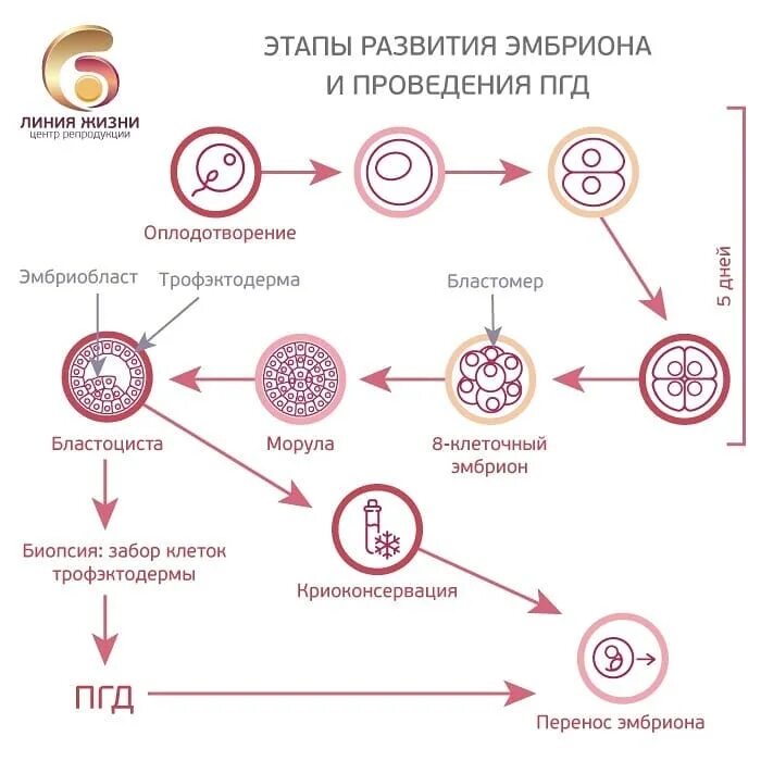 Эмбрион после пересадки. Эко стадии развития эмбриона. Этапы процедуры эко по дням схема. Этапы развития эмбриона при эко по дням. Преимплантационная генетическая диагностика эмбрионов.