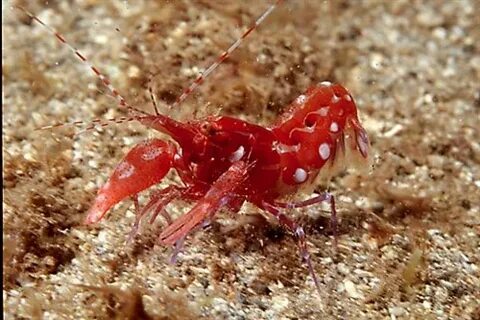 Рак щелкун самый сильный животный
