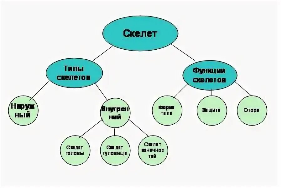 Таблица по биологии 8 класс скелет Таблицы биологии: скелет туловища человека Галерея прозрений