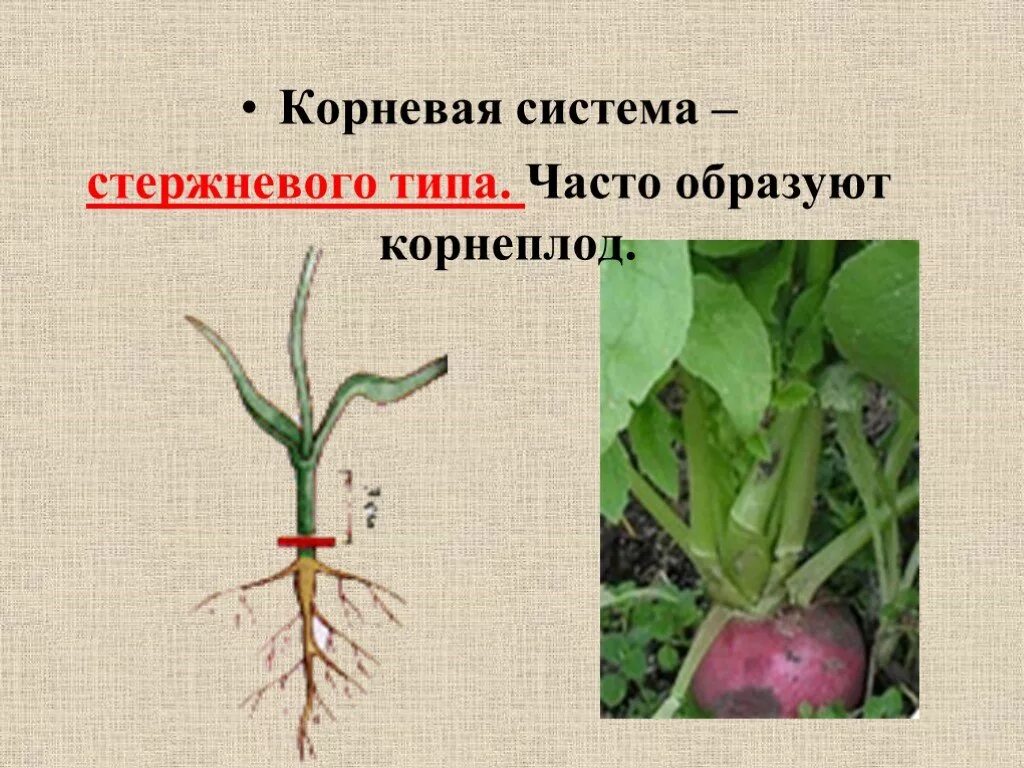 Строение корнеплодов моркови и свеклы. Корень ботаника строение. Строение корнеплода сахарной свеклы. Корень редиса схема. Особенностистроения корнефой системы.