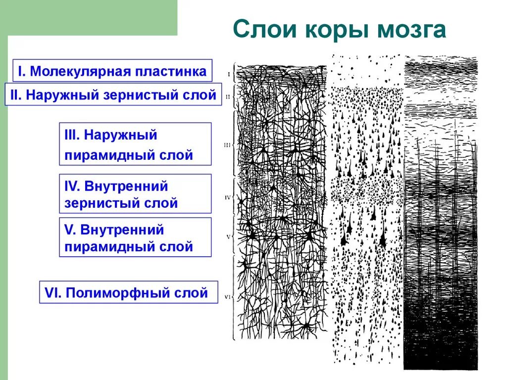 Перечислите слои коры полушарий большого мозга. Слои новой коры конечного мозга. Перечислите слои коры конечного мозга..