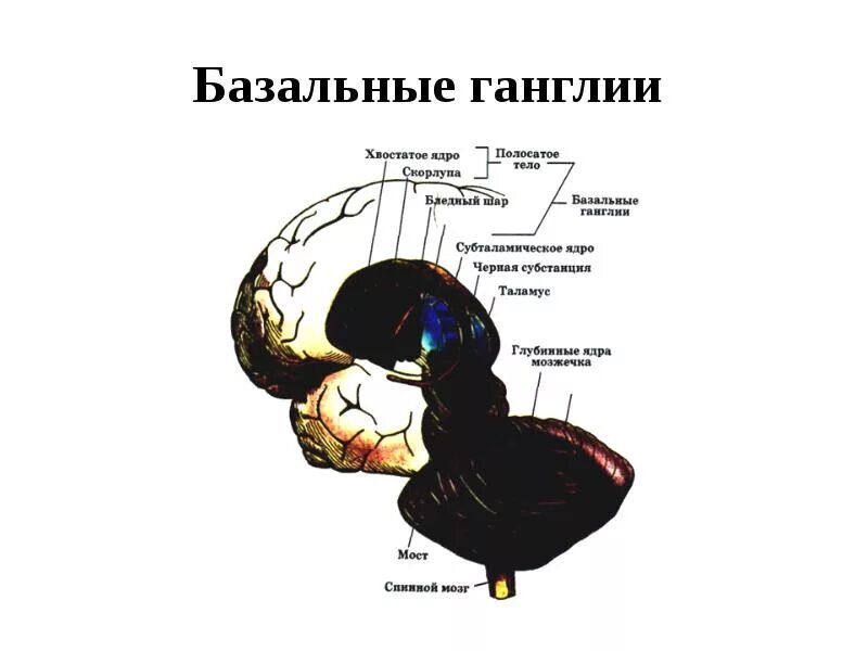 Базальные ганглии мозга. Хвостатого ядра и скорлупы базального ганглия.. Полосатое тело базальных ганглиев. Хвостатое ядро в базальных ганглиях. Базальные ганглии полосатое тело и бледный шар.