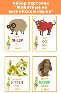 Транскрипция слова sheep