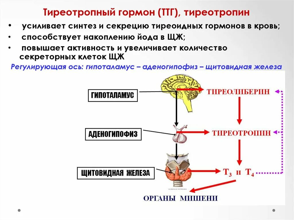 Секреция гормона содержащего йод. Ттг схема действия. точка приложения тиреотропного гормона. синтез секреции тироксина. синтез гормонов щитовидной железы схема.
