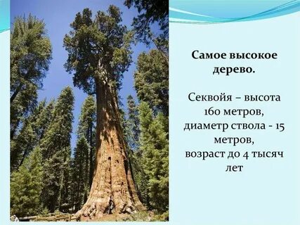 Высота этого исполинского дерева 26 метров