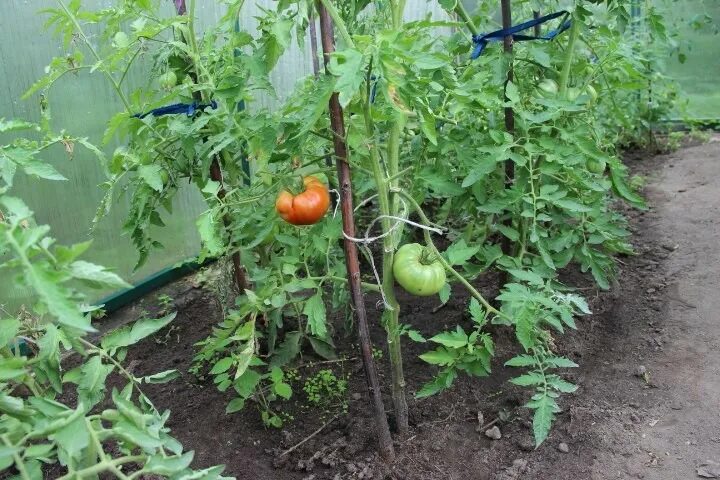Лишние листья у помидор в теплице. Помидоры убирать листья. Обрывать листья томатов. Обрезка листьев у томатов.