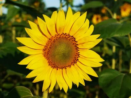 Sunflower отзывы