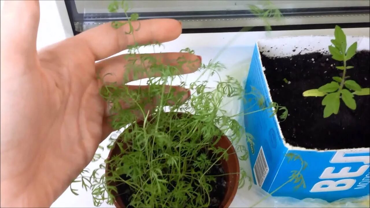 Укроп не растет на подоконнике. Укроп не растет на подоконнике. Укроп и петрушка на подоконнике. Укроп на подоконнике. Укроп не растет на подоконнике.