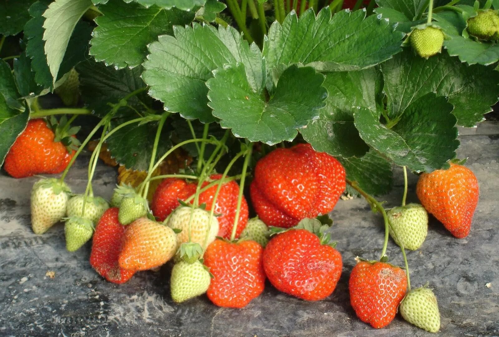 Клубника ягода. Пора земляники. Воронежская земляника лесная. Табби ред земляника лесная. Сибирская земляника.