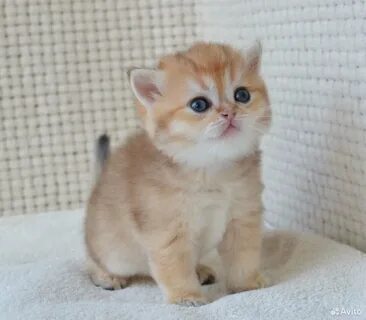 Авито золотая шиншилла
