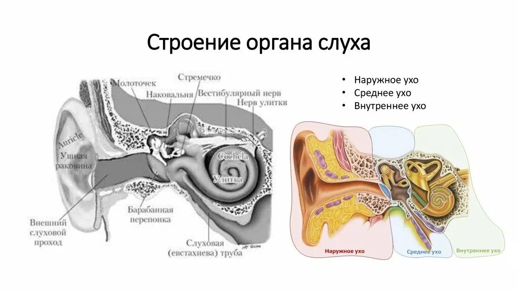 Слуховой аппарат строение анатомия. Строение периферического отдела слухового анализатора. Строение слухового анализатора анатомия. Строение органа слуха и равновесия анатомия. Задание орган слуха