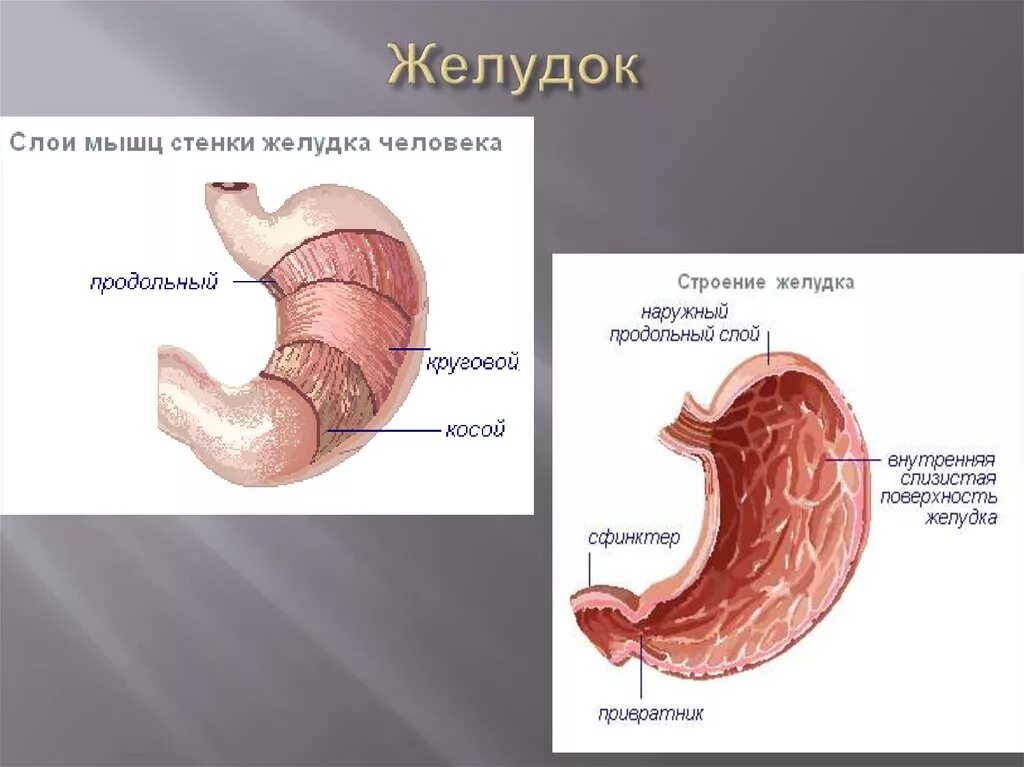 Слои стенки желудка анатомия. Строение желудка анатомия. Стенки желудка человека. Для слизистой оболочки желудка характерно наличие