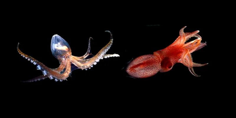 Кальмар и осьминог отличие. Кальмар vs осьминог. squid and octopus разница. squid octopus.