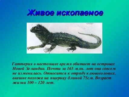 Гаттерия живое ископаемое
