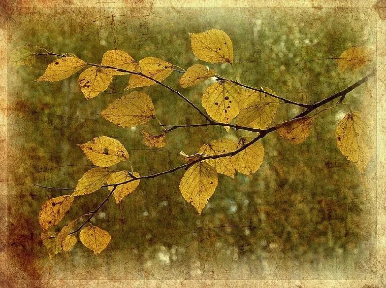 Осень листья давно облетели. Картина листья. Осенняя ветка березы. Листва живопись. Березовые ветки живопись.