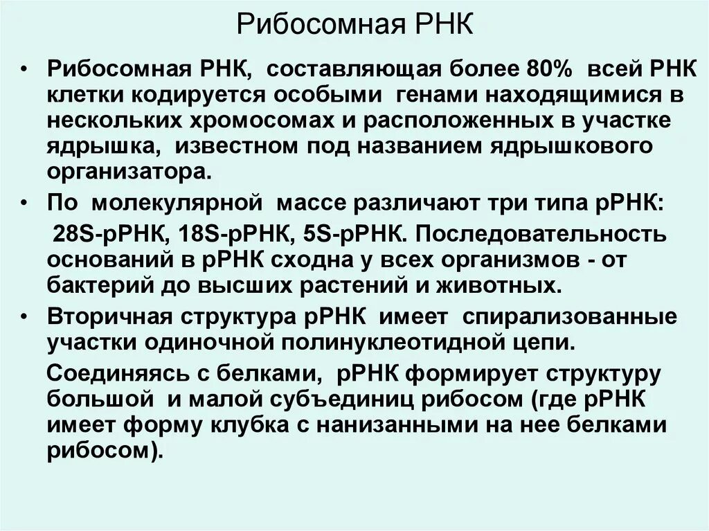 Рибосомная РНК. Образование рибосомальной РНК. Рибосомная РНК функции. Структура рибосомной РНК.