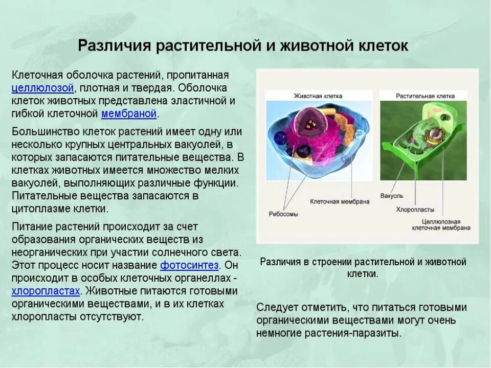 Сходство и отличие клеток растений и животных. Разлистроения клеток растений и животных. различие животных от растений строение клетки. мембрана растительной и животной клетки. различие животных и растительных клеток.