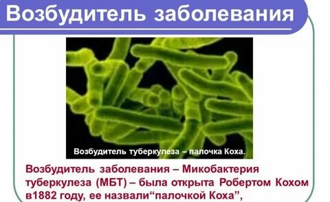 Микобактерия туберкулеза палочка