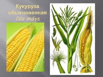 Формула кукурузы