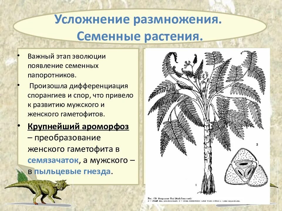 Признаки усложнения покрытосеменных. Семенные папоротники Голосеменные растения. Семенные папоротники строение. Семенные папоротники переходная форма между. Семенные папоротники возникли в....