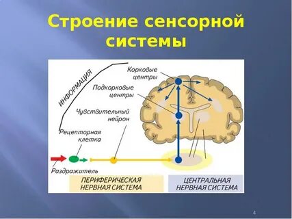 Сенсорные отделы