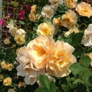 Beyond rose