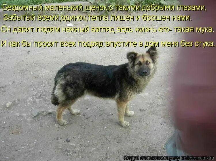 Я собак 1 час. Стихи про брошенных животных. бездомные животные с надписями. цитаты о брошенных собаках. бездомные собаки с надписью.