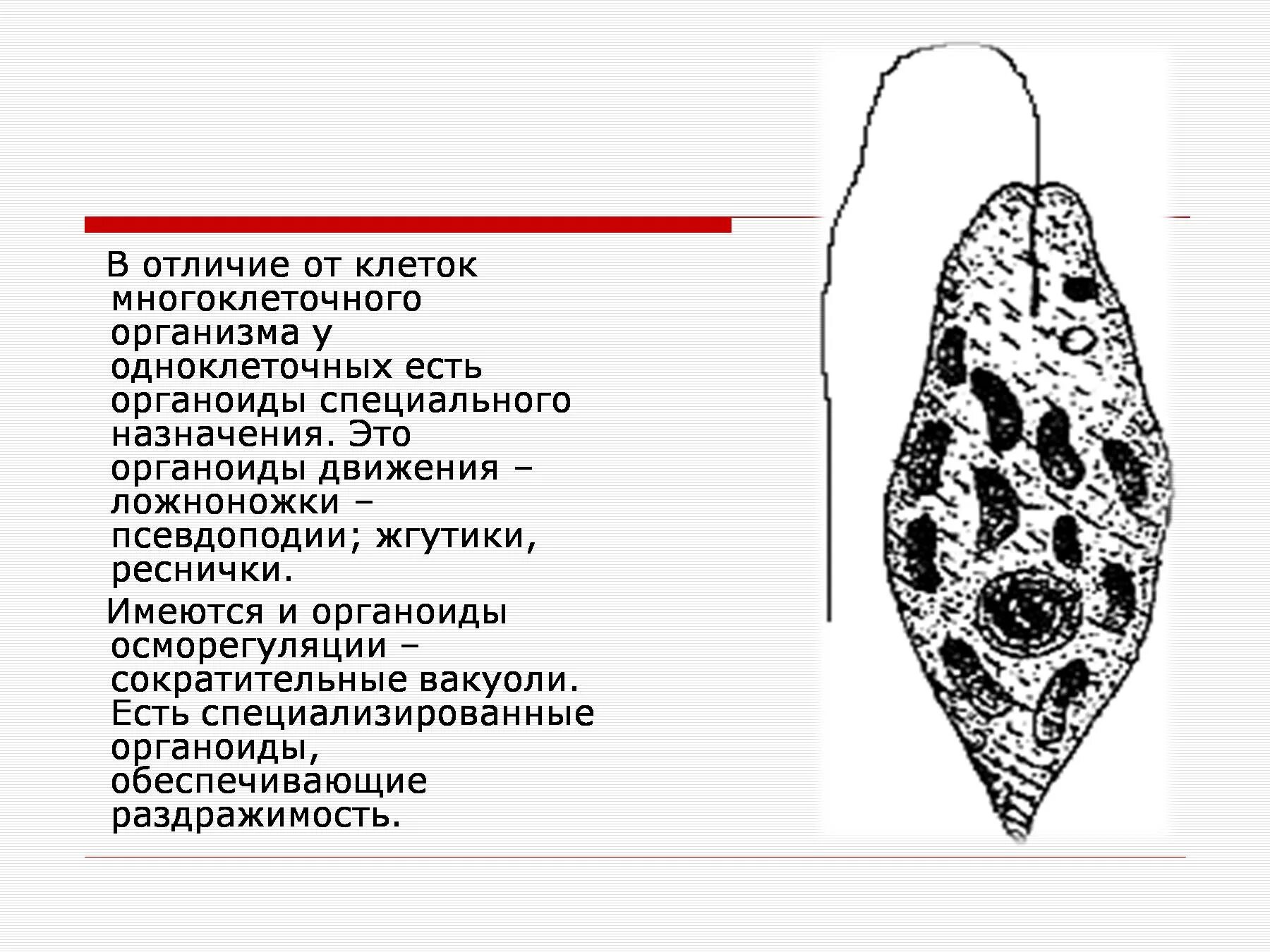 Строение одноклеточных организмов. Органоиды осморегуляции. Сравнительная характеристика одноклеточных. Органоиды движения клетки жгутики реснички ложноножки.