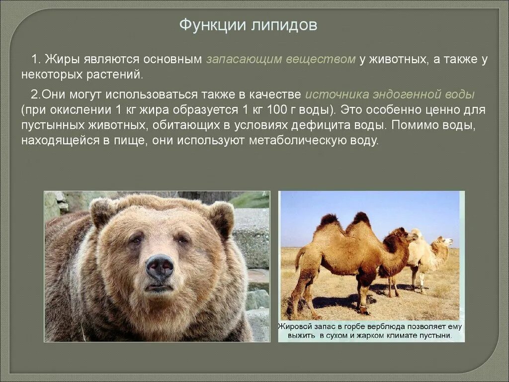 Запасающая функция липидов. Строительная функция липидов. Запасающая функция липидов примеры. Важнейшая функция липидов. Функции липидов биология 9 класс.