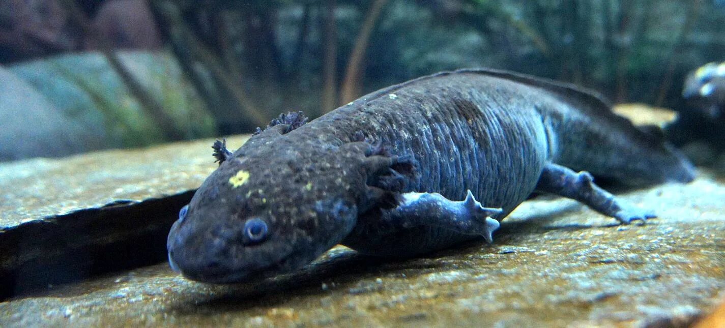 Аксолотль и амбистома. Амбистома и аксолотль. Аксолотль (Ambystoma mexicanum). Аксолотль взрослый амбистома. Аксолотль черный.