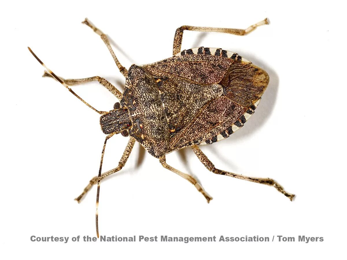 First bug. Halyomorpha halys. подик bug. bimodal wart stink bug. halyomorpha halys крыло.