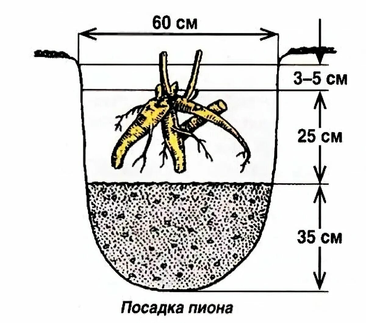 Корневой диаметр. Пионы посадка в открытом грунте. Схема посадки Ито пионов. Глубина посадки пиона. Схема посадки пиона травянистого.